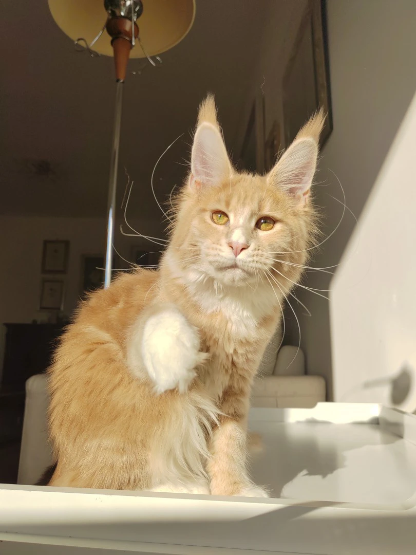Cuccioli di Maine Coon | Foto 10