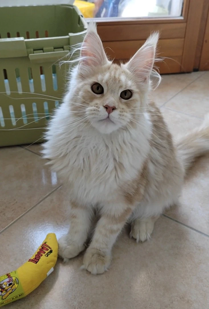 Cuccioli di Maine Coon | Foto 4