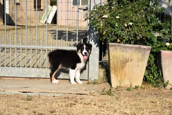 pastore australiano australian shepherd cucciolo | Foto 2