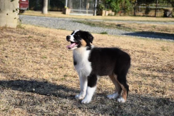 pastore australiano australian shepherd cucciolo | Foto 1