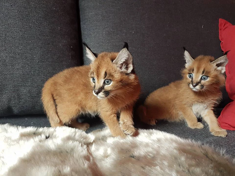 Disponibili cuccioli savannah, caracal e caracat | Foto 4