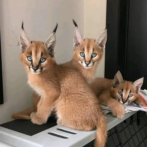 Disponibili cuccioli savannah, caracal e caracat | Foto 5