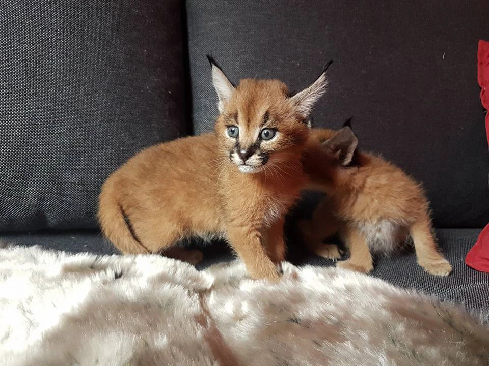 Disponibili cuccioli savannah, caracal e caracat | Foto 3