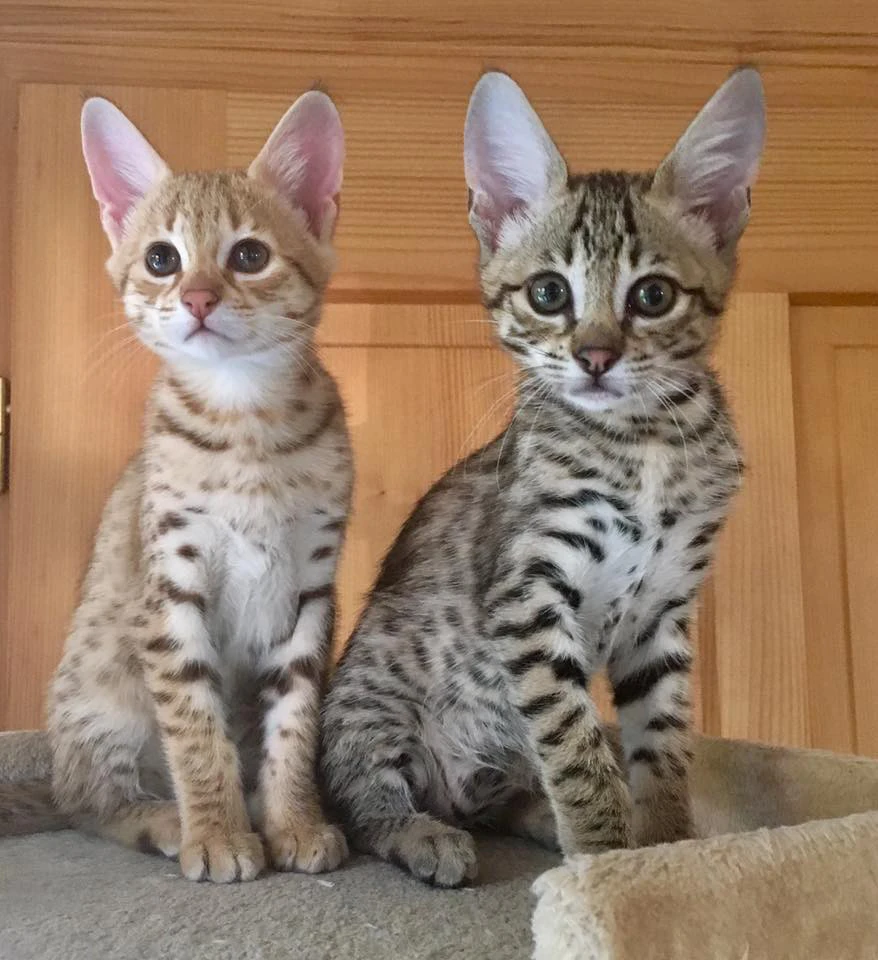 disponibili bellissimi gattini Savannah | Foto 1