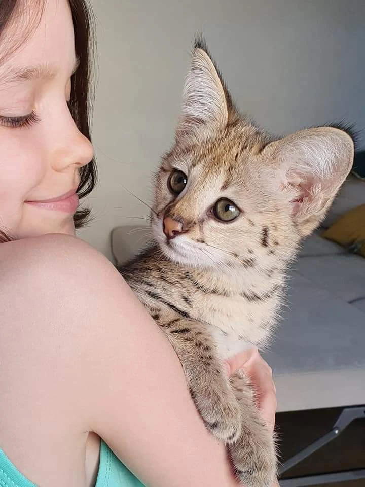 disponibili bellissimi gattini Savannah | Foto 3