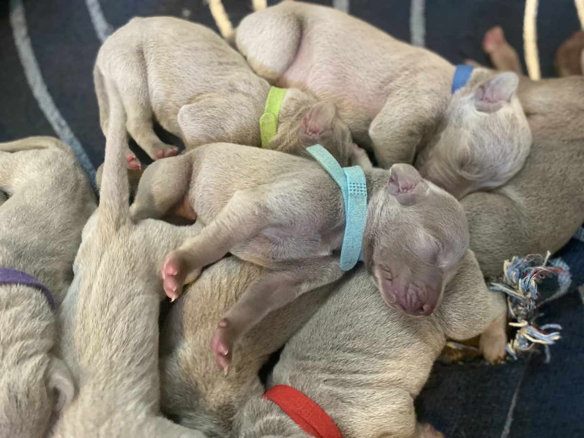 Cuccioli Weimaraner  | Foto 6