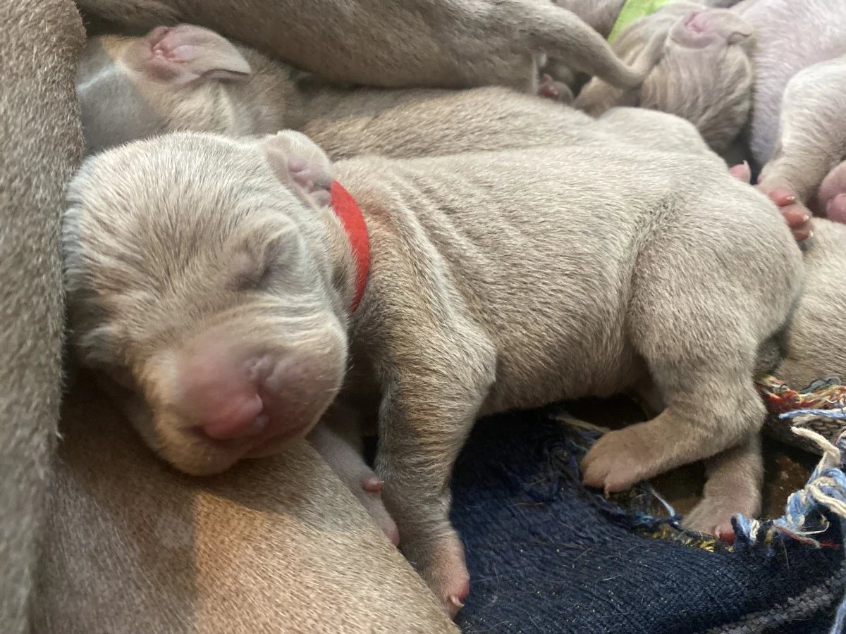 Cuccioli Weimaraner  | Foto 5