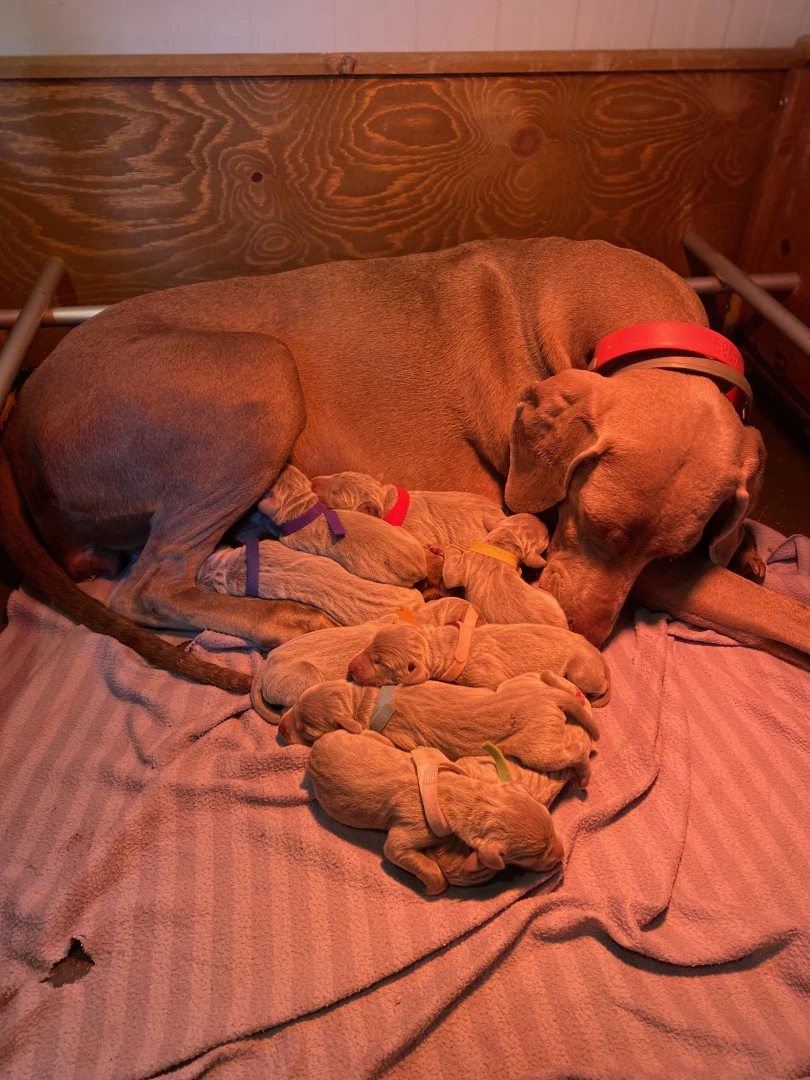 Cuccioli Weimaraner  | Foto 1