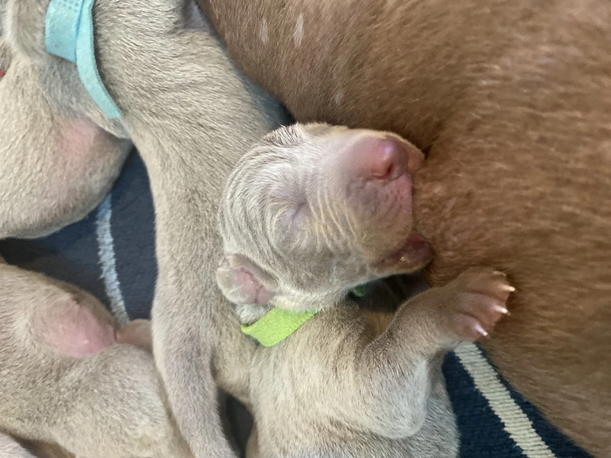 Cuccioli Weimaraner  | Foto 8