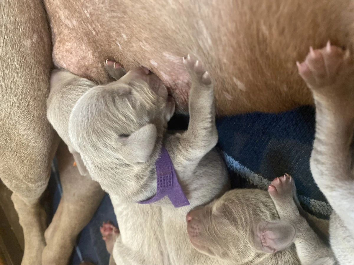 Cuccioli Weimaraner  | Foto 4