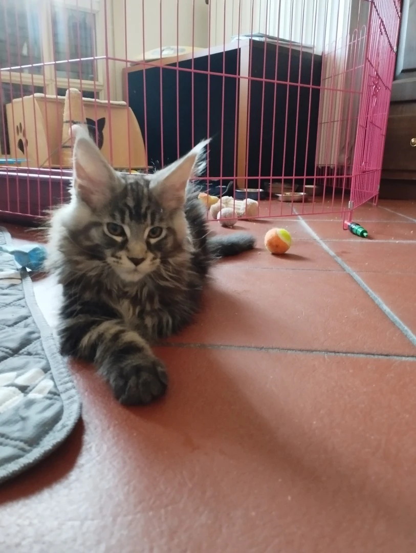 Cucciolo Maine Coon  | Foto 2