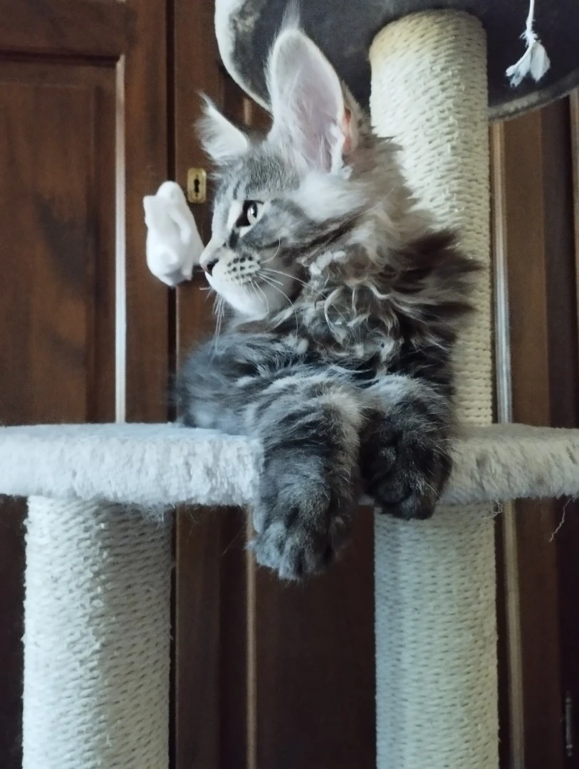 Cucciolo Maine Coon  | Foto 3