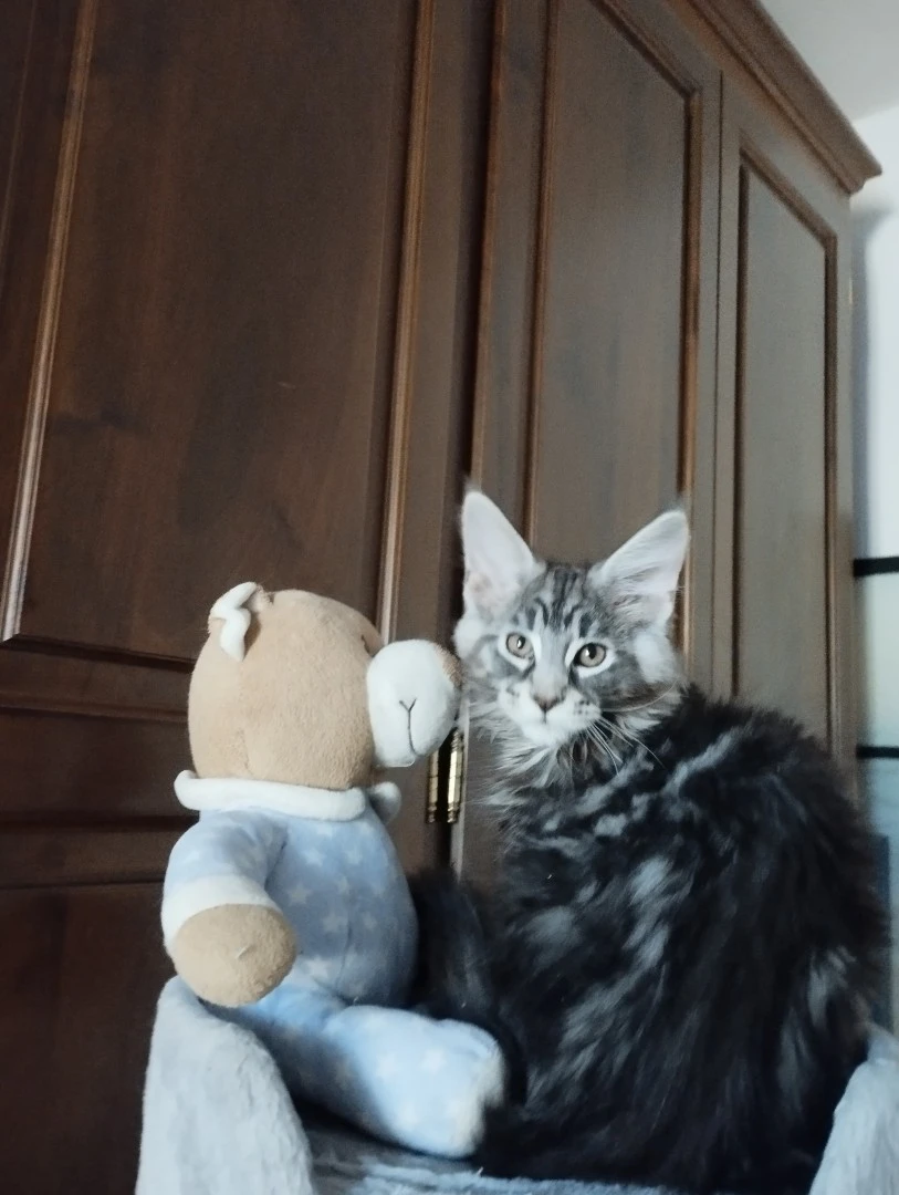 Cucciolo Maine Coon  | Foto 4