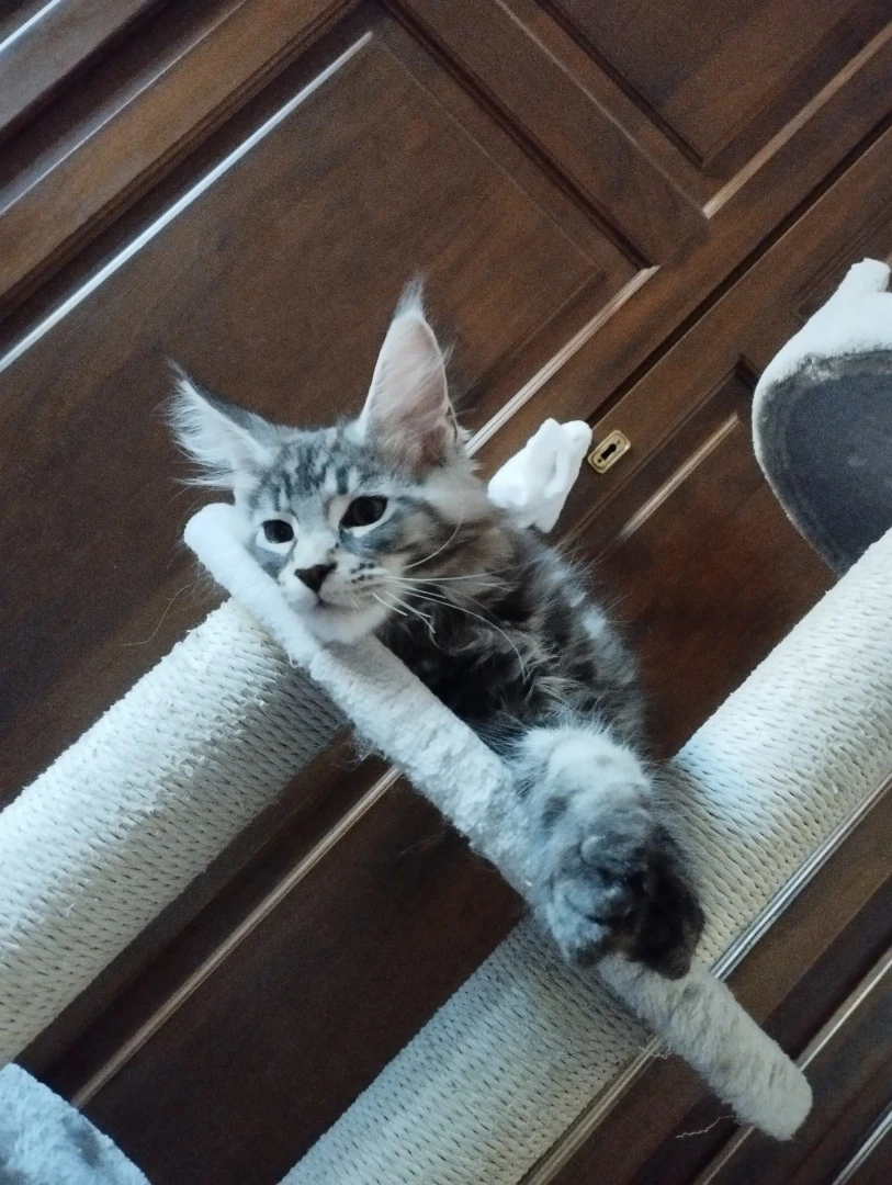 Cucciolo Maine Coon  | Foto 5