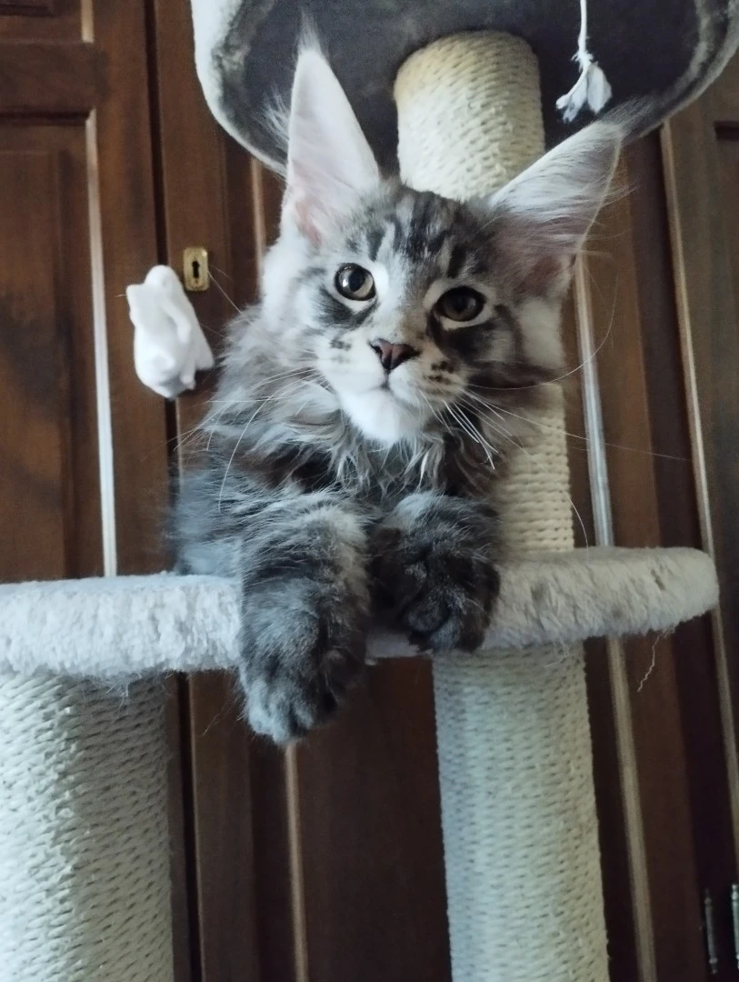 Cucciolo Maine Coon  | Foto 1