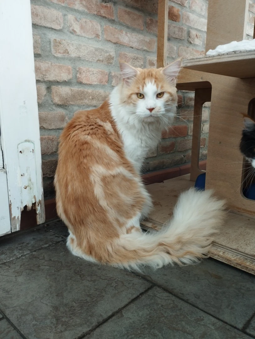 Maine Coon adulto | Foto 5