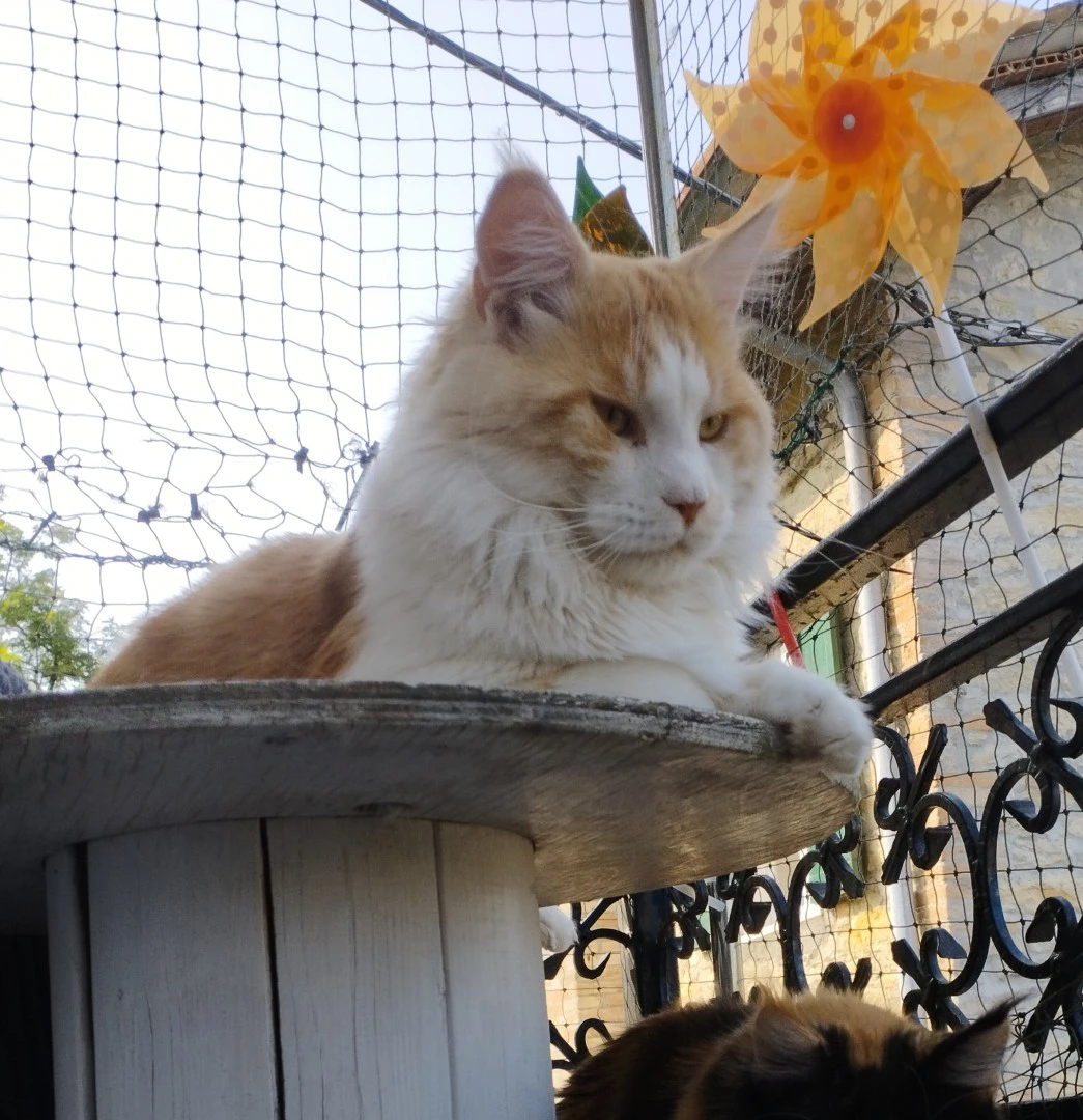 Maine Coon adulto | Foto 3
