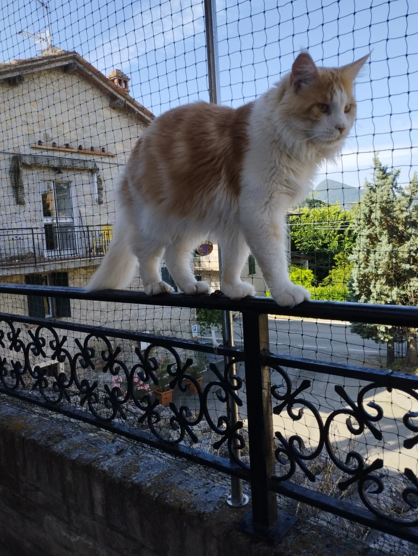 Maine Coon adulto | Foto 1