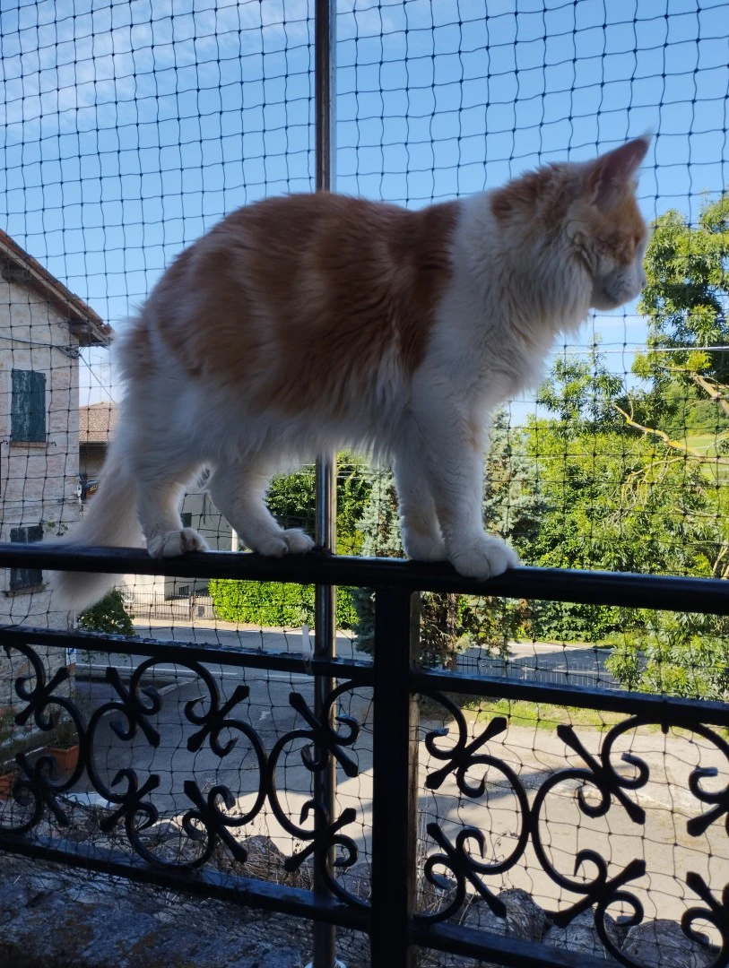 Maine Coon adulto | Foto 2