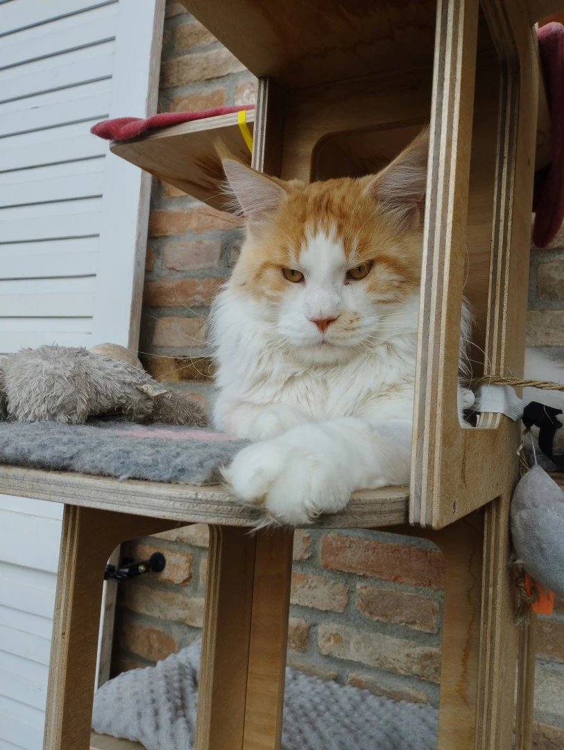 Maine Coon adulto | Foto 4