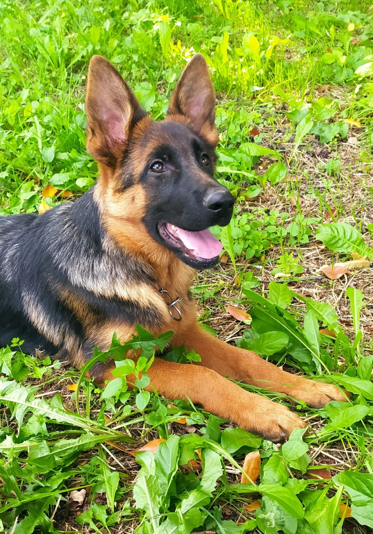 Cuccioli Pastore Tedesco | Foto 9