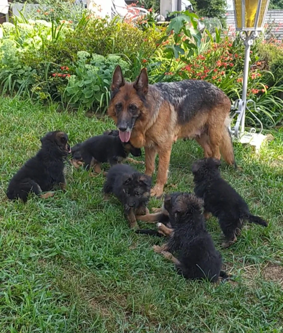 Cuccioli Pastore Tedesco | Foto 4