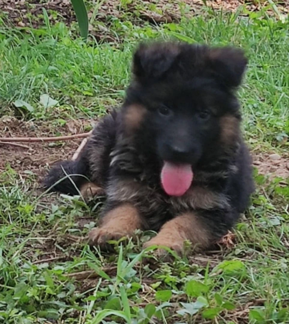 Cuccioli Pastore Tedesco | Foto 5