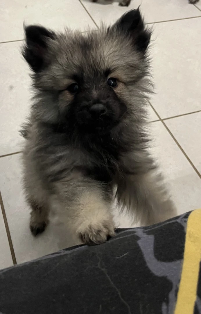 Cuccioli Wolfspitz  | Foto 4