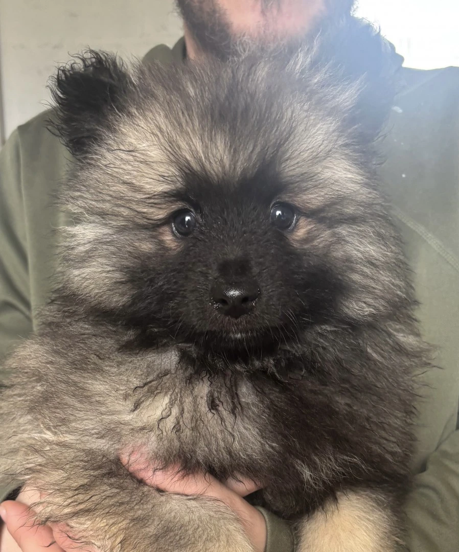 Spitz tedesco/Keeshond | Foto 5