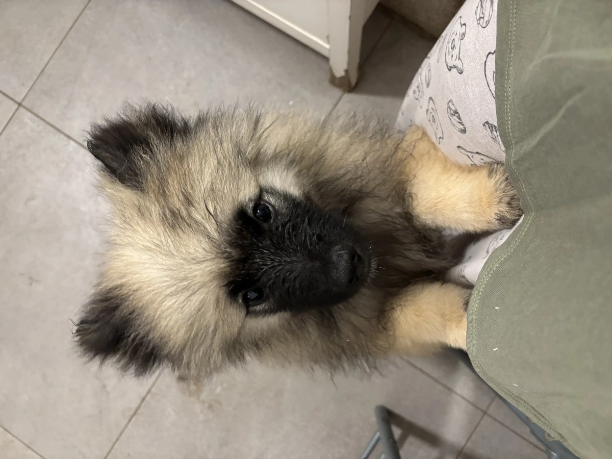 Spitz tedesco/Keeshond | Foto 3