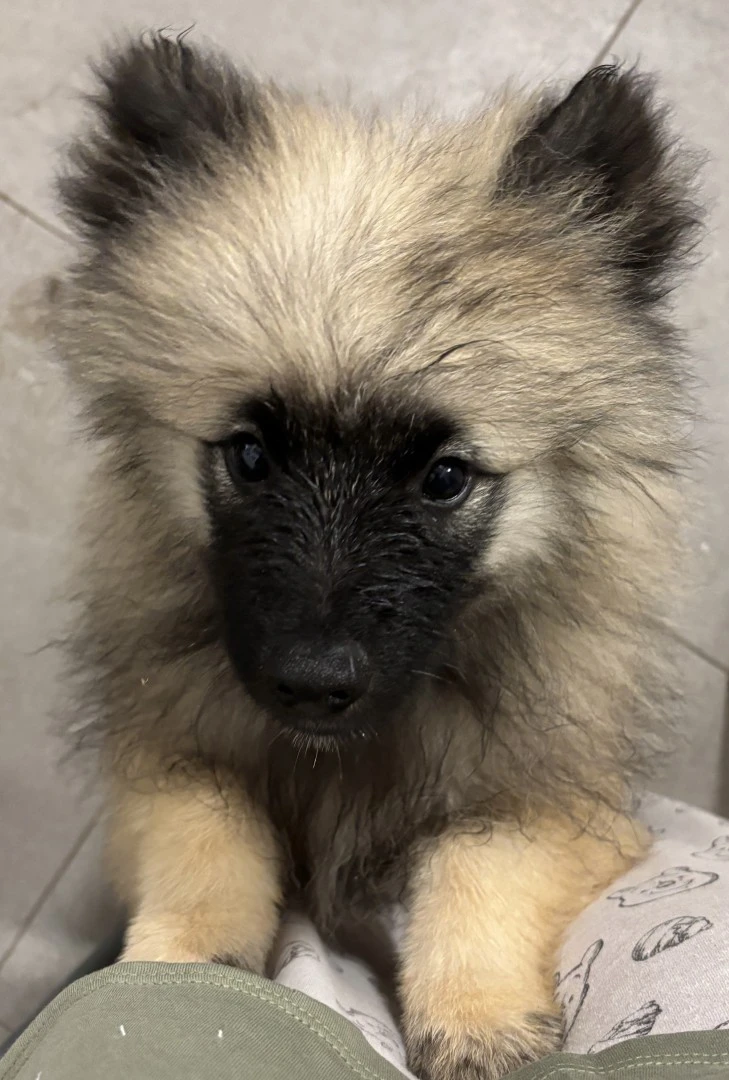 Spitz tedesco/Keeshond | Foto 1