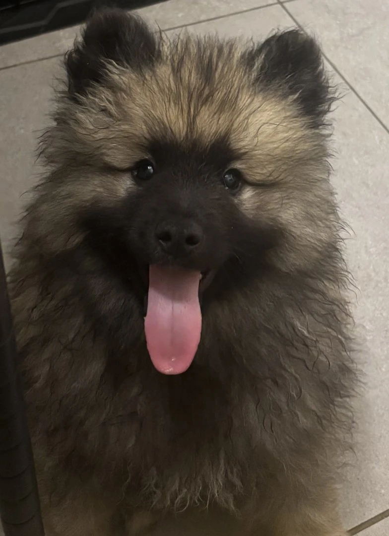 Spitz tedesco/Keeshond | Foto 4