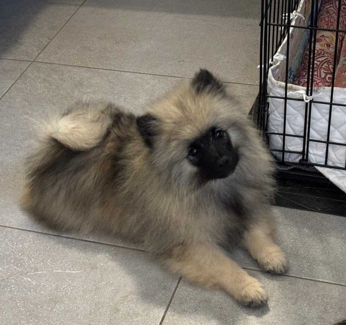 Spitz tedesco/Keeshond | Foto 2