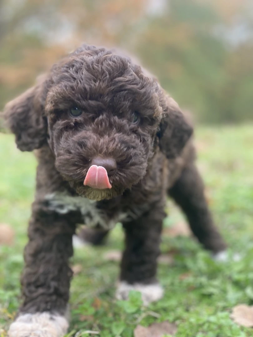 lagotto romagnolo  | Foto 5