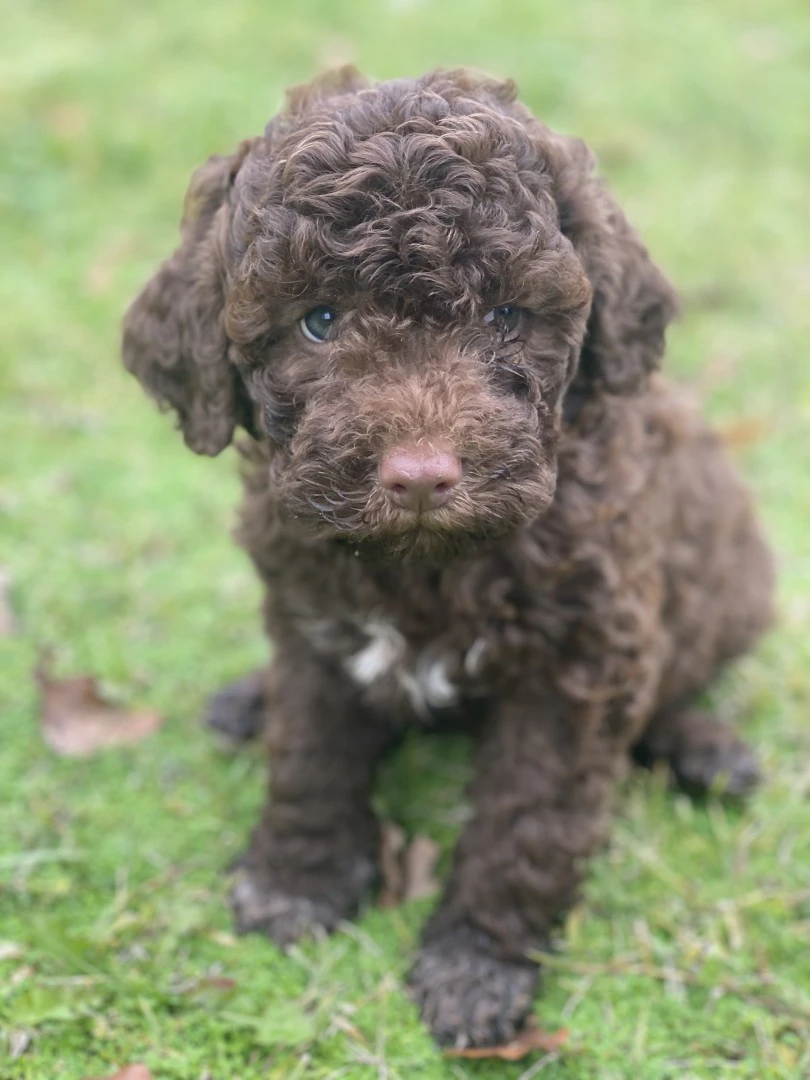 lagotto romagnolo  | Foto 1