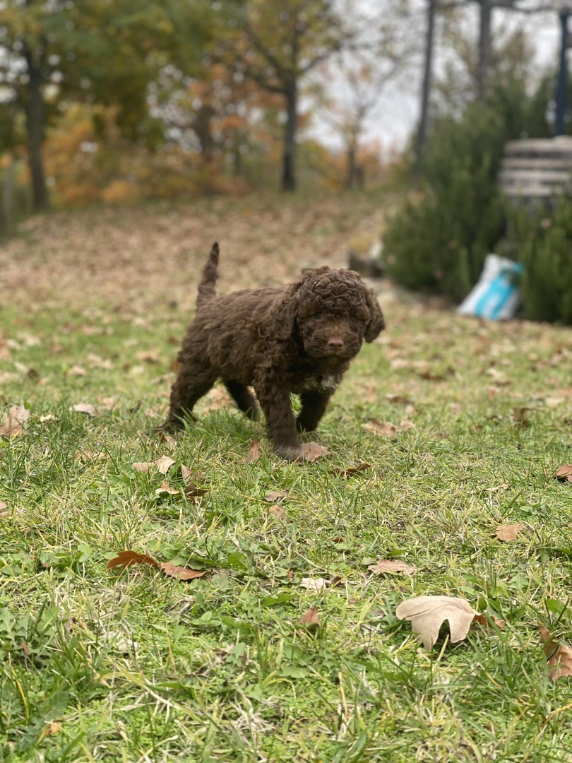 lagotto romagnolo  | Foto 8