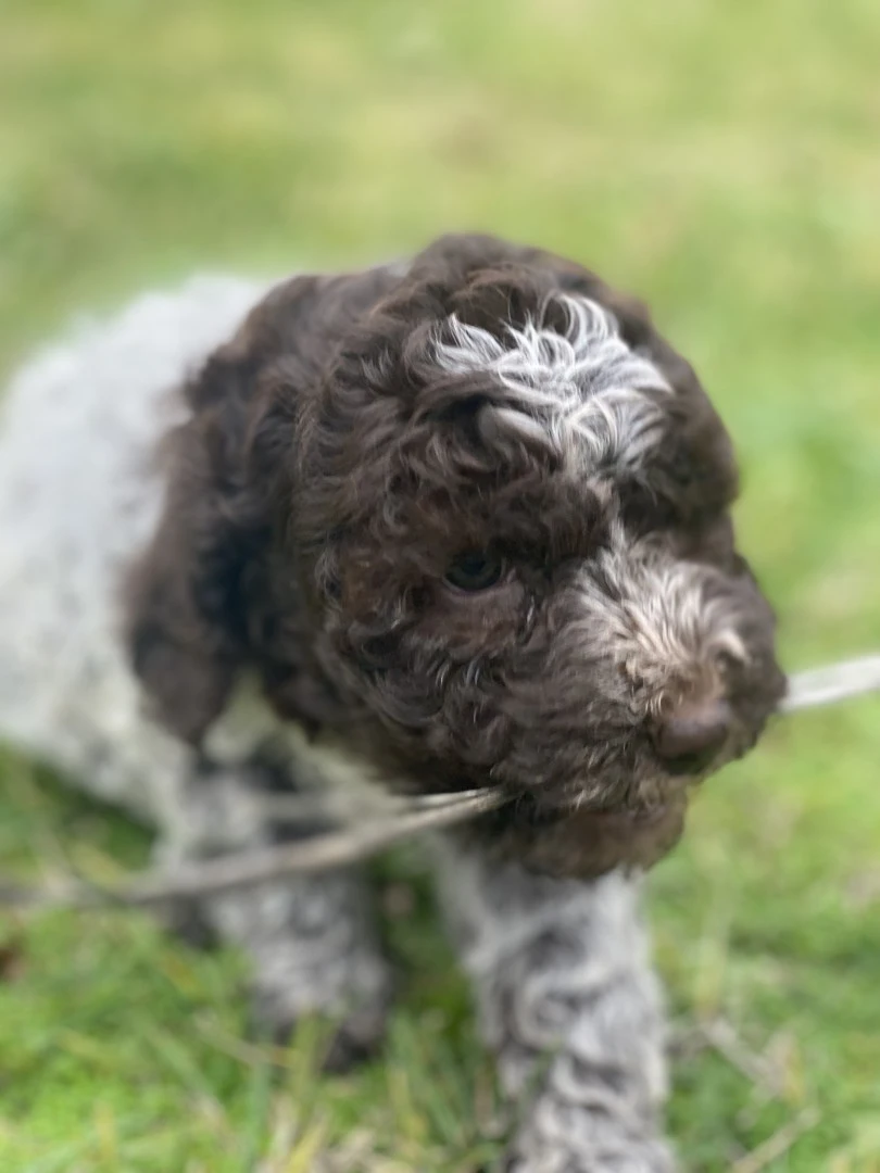 lagotto romagnolo  | Foto 3