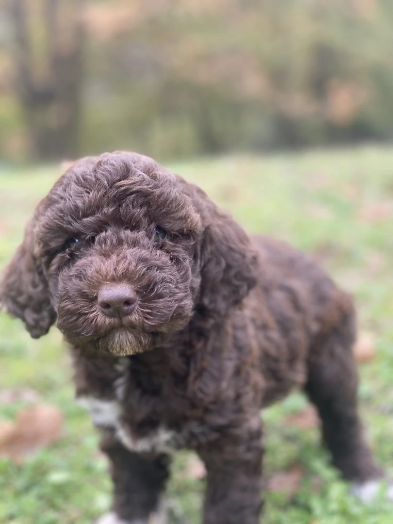 lagotto romagnolo  | Foto 6