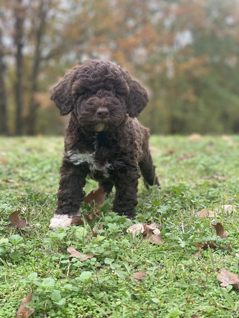 lagotto romagnolo  | Foto 7