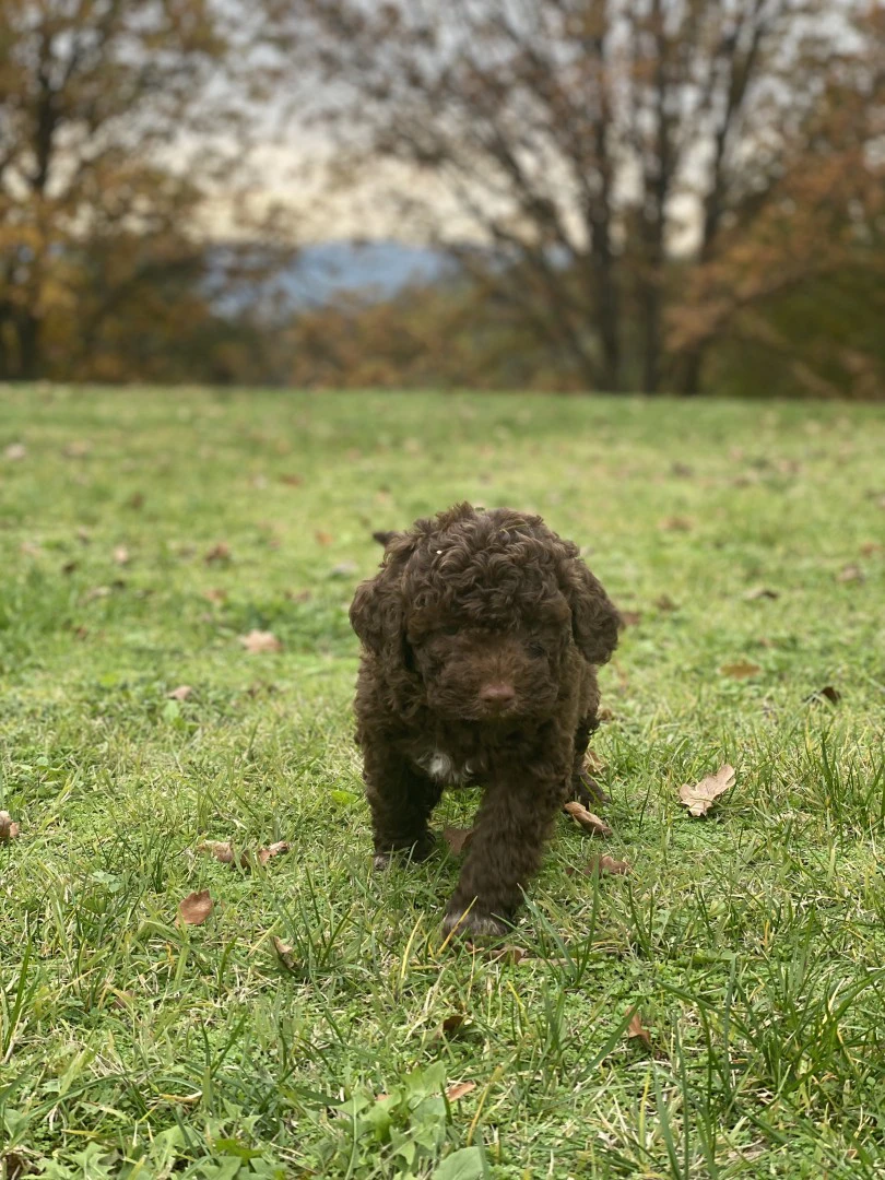 lagotto romagnolo  | Foto 9