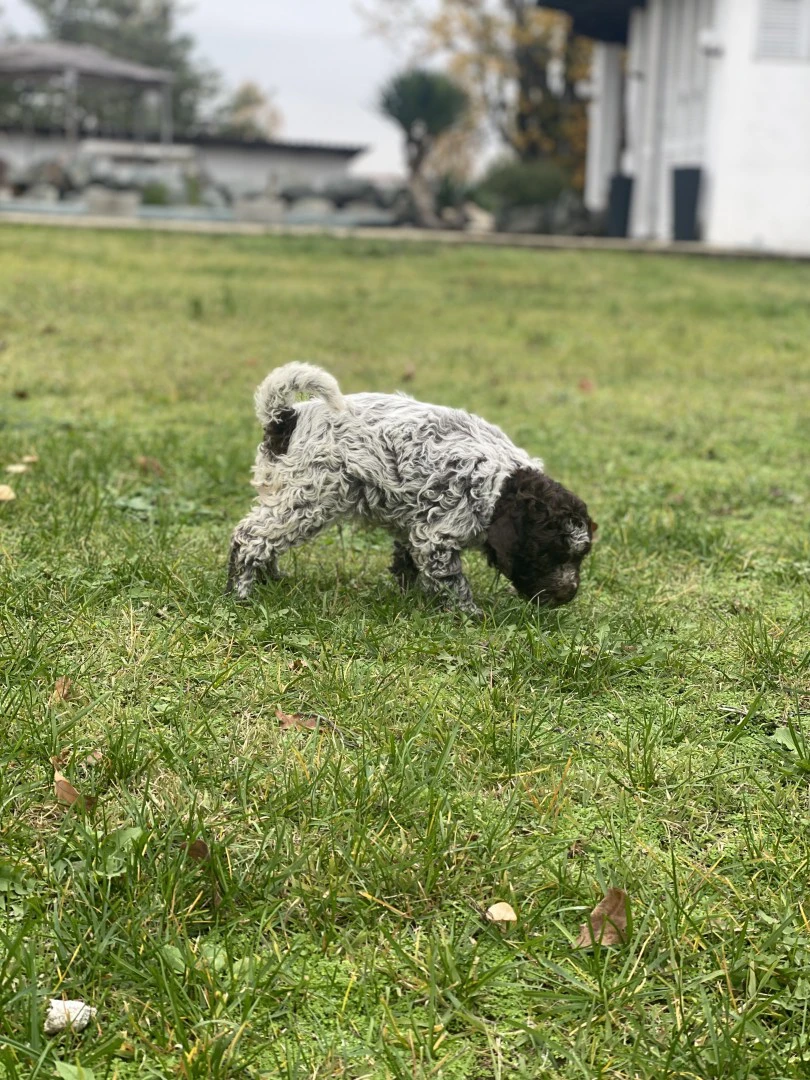 lagotto romagnolo  | Foto 2