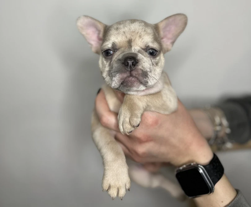 Cuccioli Bulldog Francese occhi chiari | Foto 2
