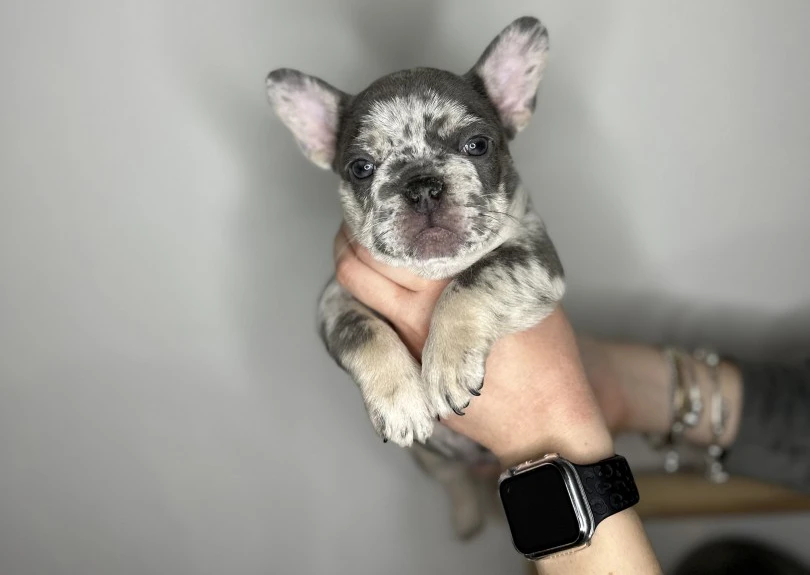 Cuccioli Bulldog Francese occhi chiari | Foto 4