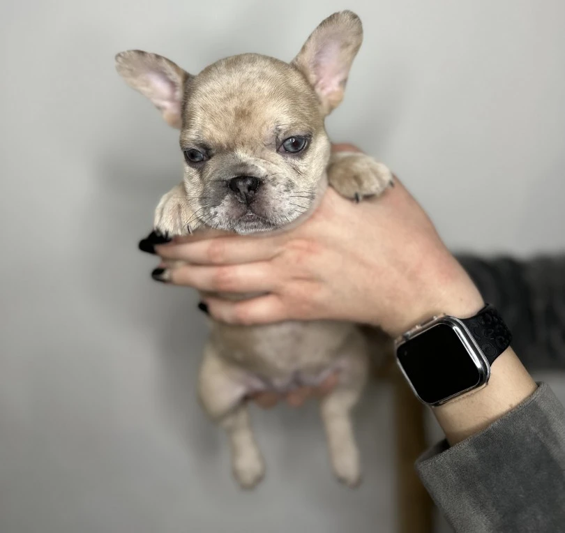 Cuccioli Bulldog Francese occhi chiari | Foto 3