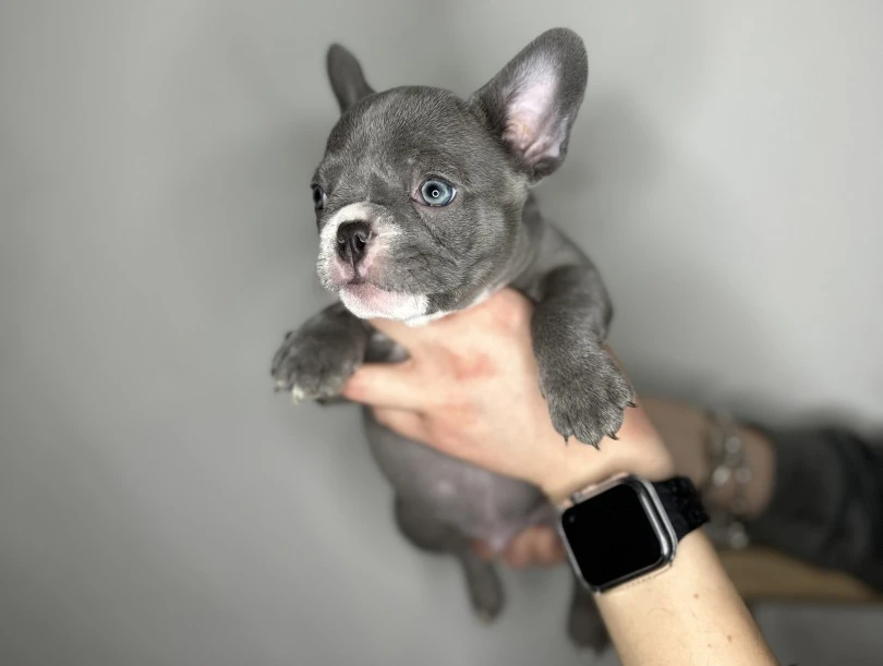 Cuccioli Bulldog Francese occhi chiari | Foto 6