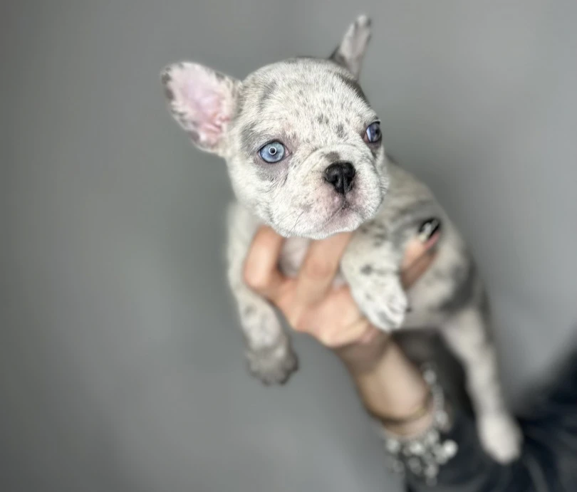 Cuccioli Bulldog Francese occhi chiari | Foto 1
