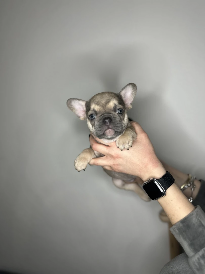 Cuccioli Bulldog Francese occhi chiari | Foto 5