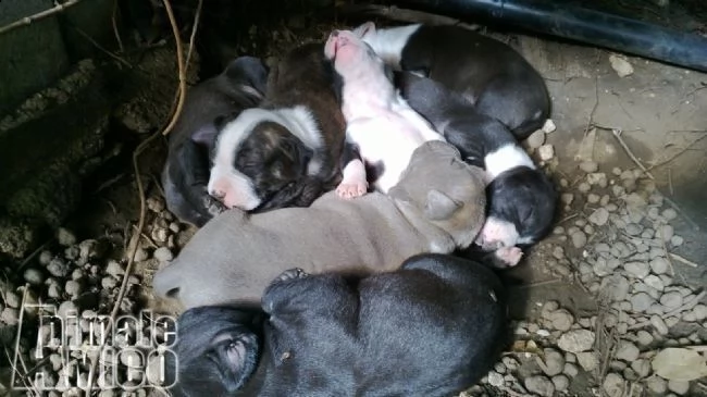 cuccioli di amstaff american staffordshire terrier barletta andria trani | Foto 4