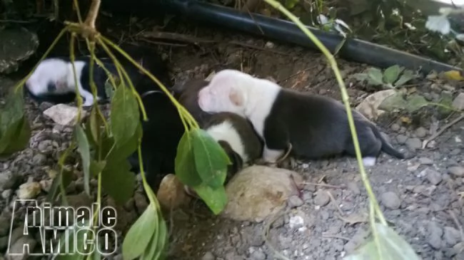 cuccioli di amstaff american staffordshire terrier barletta andria trani | Foto 2