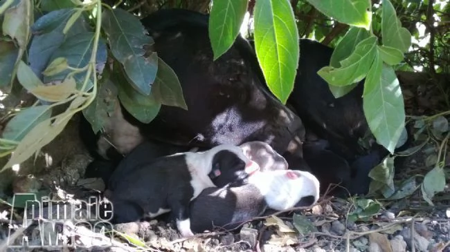 cuccioli di amstaff american staffordshire terrier a bari e in puglia | Foto 1